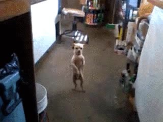 perro,bailar,ritmo,cuerpo