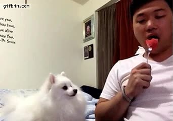 sand&iacute;a,amo,perro,comer