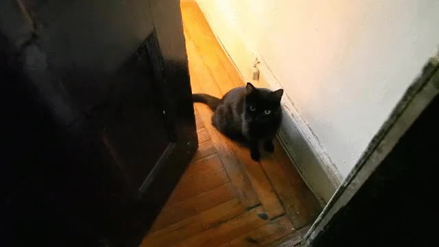 perro,gato,mascota,recibir,trabajo