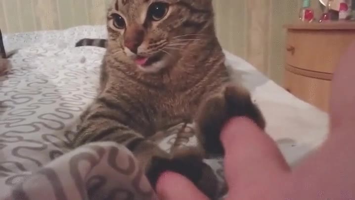 naturaleza,perro,gato,lengua