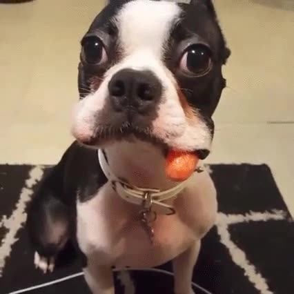 ¿Acaso insinúas que he sido yo el que se ha comido tu zanahoria? perro,comer,zanahorias,insinuar