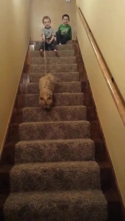 forma,divertida,bajar,escaleras,perro