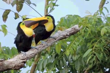 nikon,zoom,p&aacute;jaros,alucinante