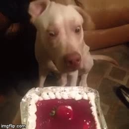 perro,pastel,susto,cara