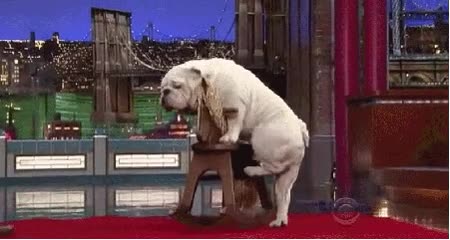 perros,paser,montar,caballos,calle