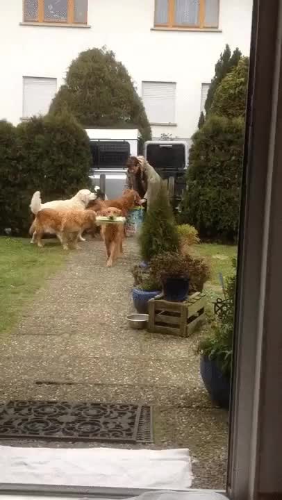 perros,ayudan,compra,gusto