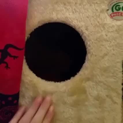 NASA,descubre,centro,agujero negro,gato