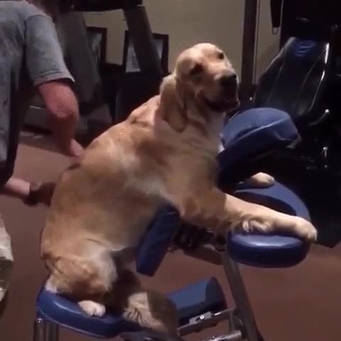 negocio,futuro,masajes,perros,iron&iacute;a