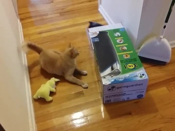 gato,caja,detestar,sorpresa