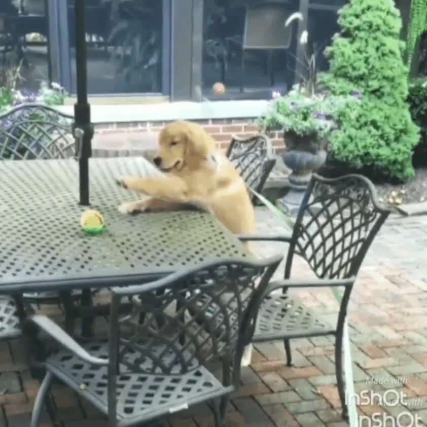 cerca,lejos,perro,pelota