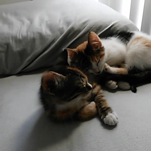 gato,gatos,almohada,dormir,sue&ntilde;o