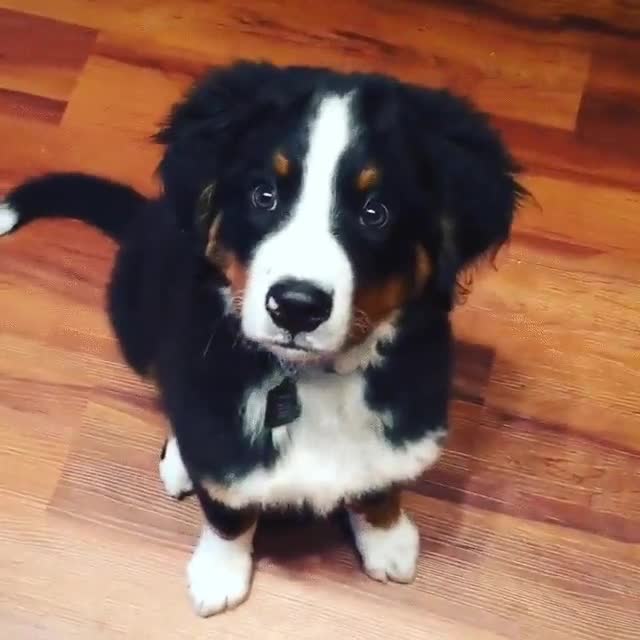 perro,salchichas,comer,comida,mirar,presi&oacute;n