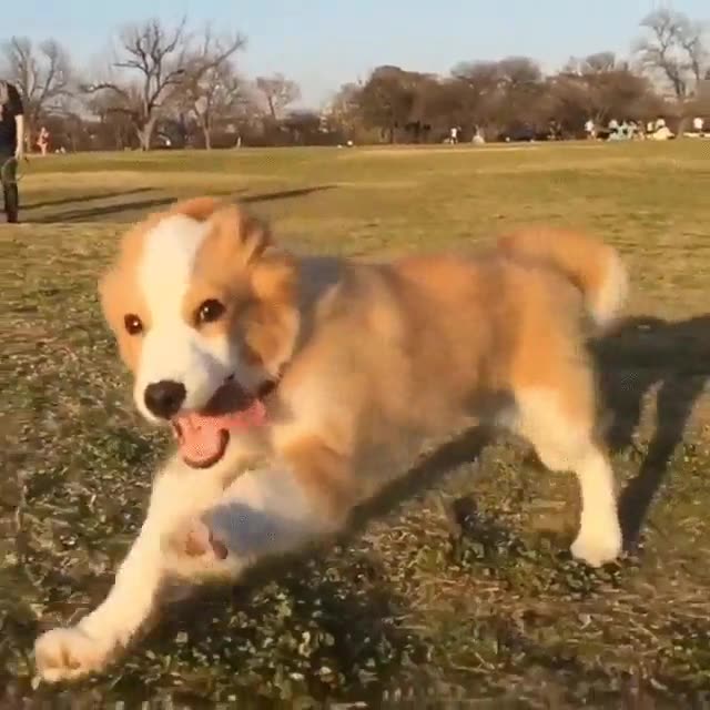 perro,feliz,saltos,contento,lengua,cara