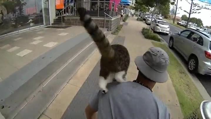 reconocer,gato,habil,salto,skate