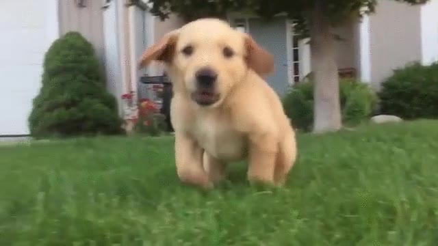 imposible,escapar,ataque,perro