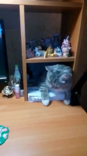 gato,pequeño. lugar favorito