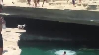 perro,salto,agua,atreverse