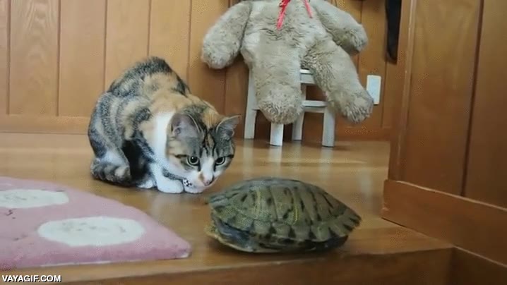 gato,tortuga,llamar,pregunta,espera