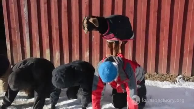 cabras,gusta,saltar,espalda,humanos