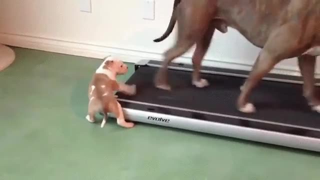 cachorro,perro,ayudar,cinta