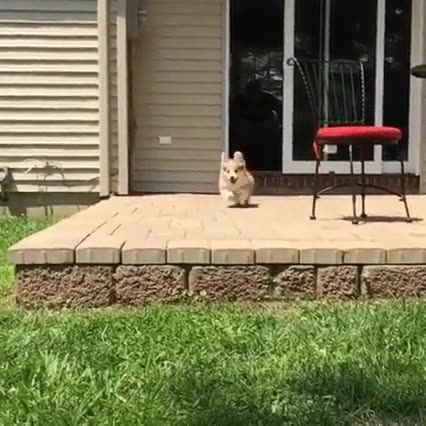 corgi,perros,acción,jurdi