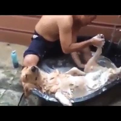 perro,primera vez,disfrutar,hora del baño