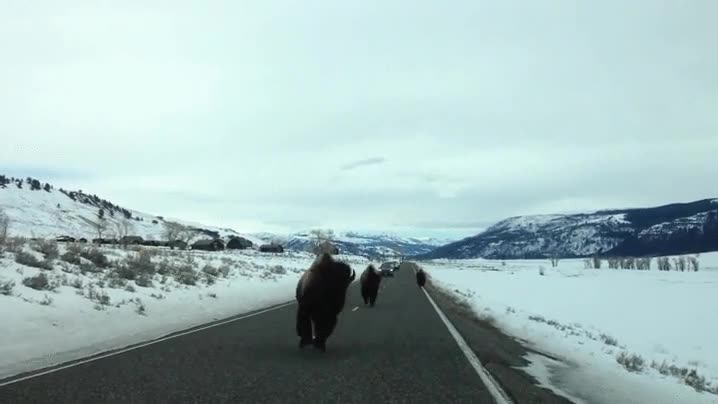 carretera,nieve,estampida de dos,coche,golpe