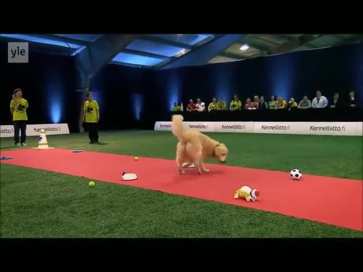 perro,golden,alfombra roja,distracciones,comida,juguetes