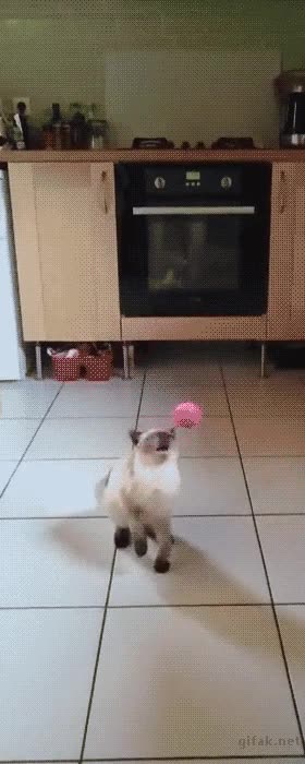 gatos,faltos,reflejos,bola