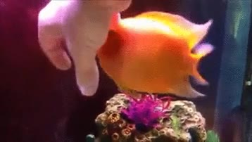 pez,caricias,mano,agua