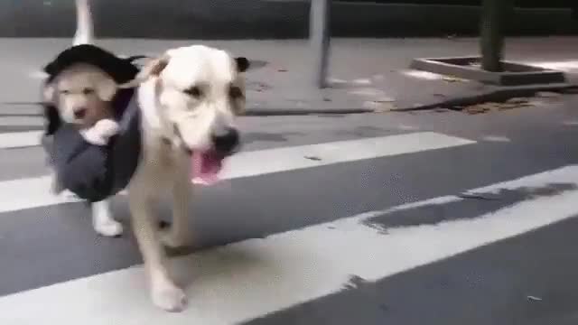 perro,cachorros,viajar,transporte,bolsas,canguro