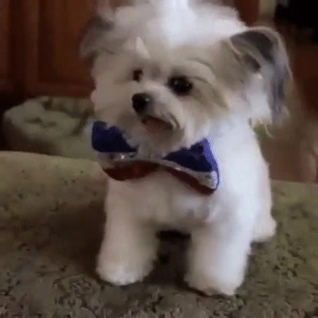 perro,listo,pajarita,peinar,choca