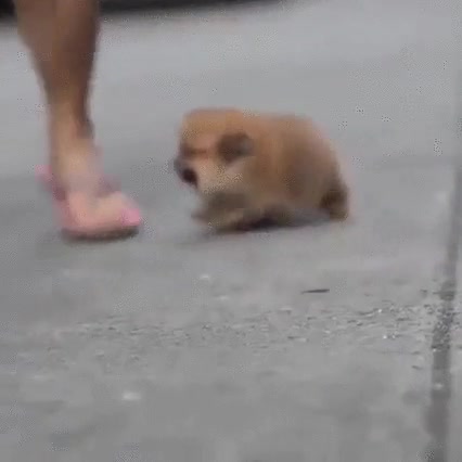 bestia,perro,cachorro,ataque,pies