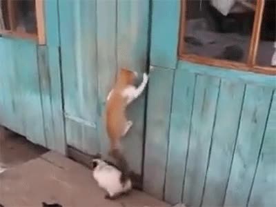 gatos,trabajo,equipo,abrir,puerta