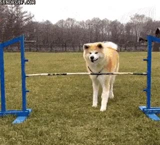 intentar,perro,salto,altura,fail,estrella