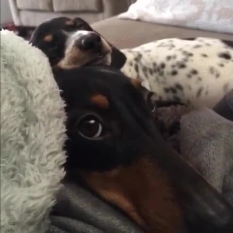 dormir,perro,encima tuyo,mover