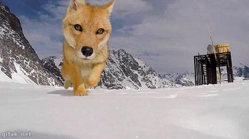 adios cámara,listo,adios,nieve