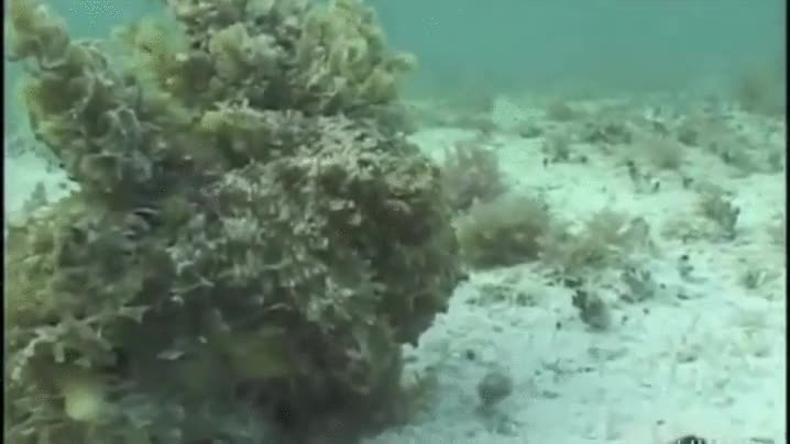 Enlace a El camuflaje de algunas especies marinas es una pasada