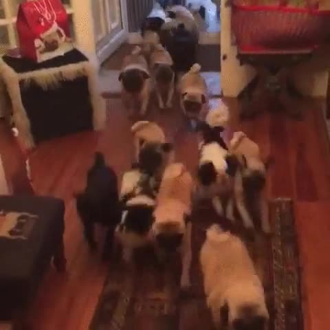 cometer,error,hobbits,desayuno,perro