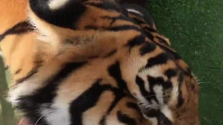 pocos,atrever,arrancar,diente de leche,tigre