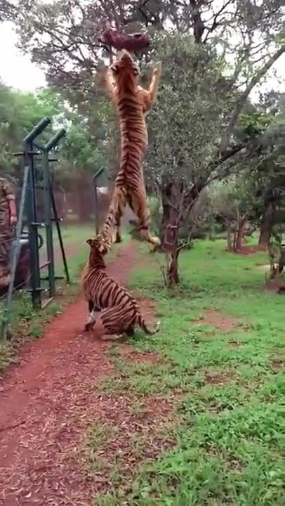 vayas,altas,tigres,salto,comida