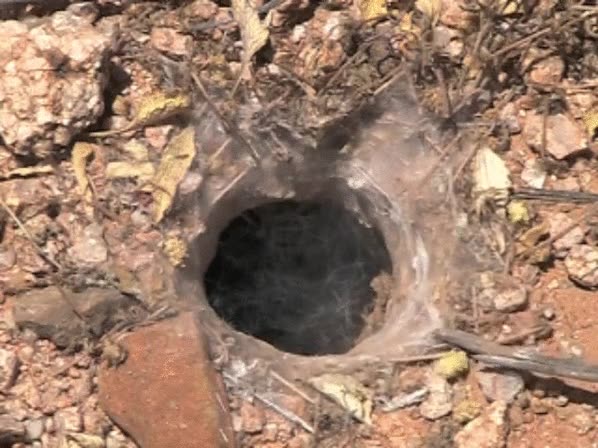 agujero,palo,ara&ntilde;a,susto