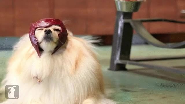 Dogneto,X-men,perro,poderes,metal,comida