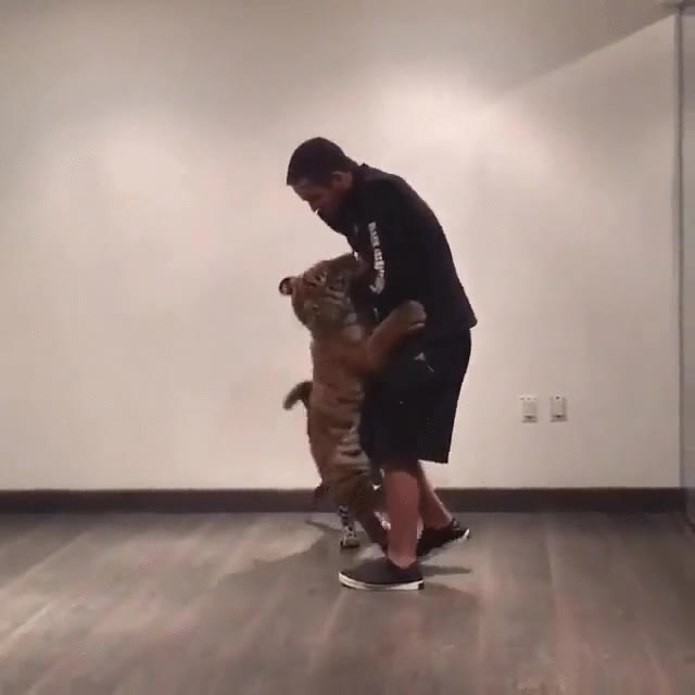 tigre,salto,abrazo,gatitos,adorable