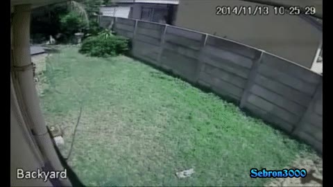 ladrón,asustado,perro,terror,historia
