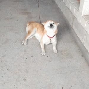 profesor,alabar,perro,cola,orgullo