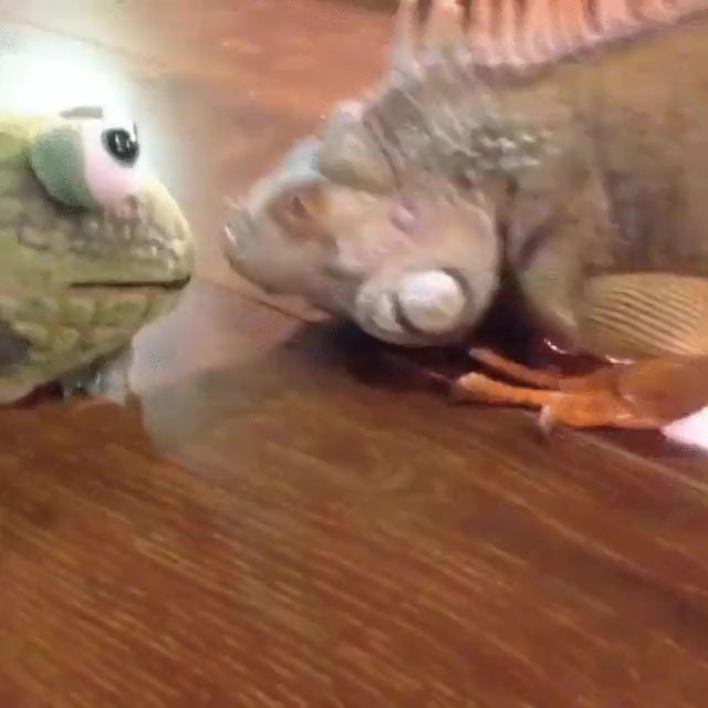 iguana,peluche,miradas,tensi&oacute;n,pelea