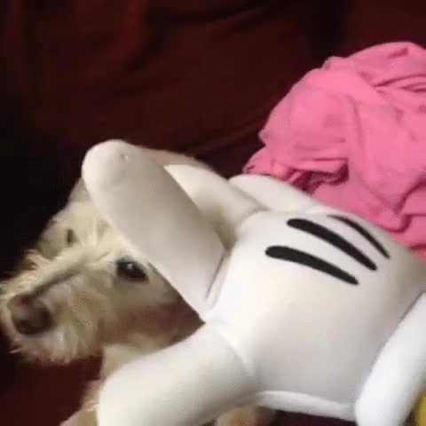 Mickey,perros,hartos,morder