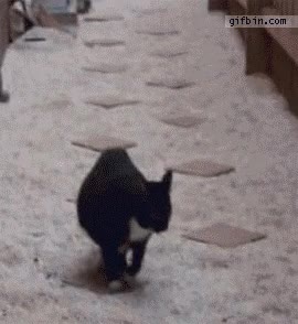 gatos,jugar,suelo,lava,saltar