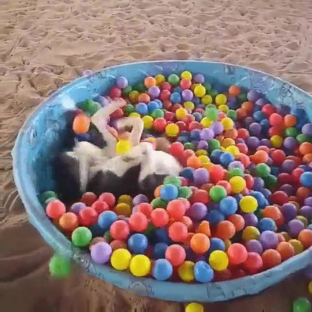 pitbull,raza,perro,violento,piscina,bolitas